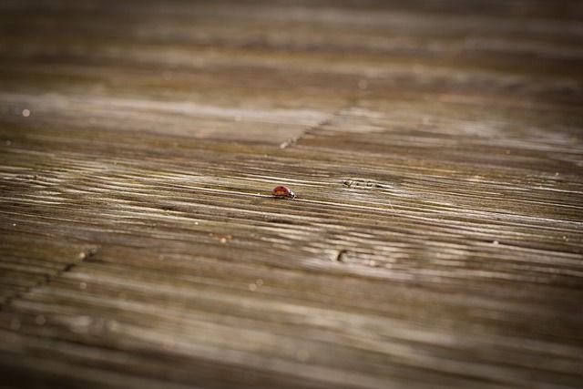 Houten vlonder laten plaatsen in Veghel